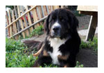 Hund